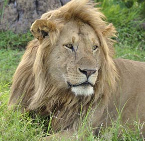 gir lion safari booking