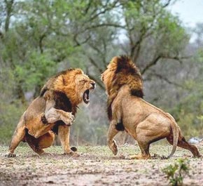 gir lions safari