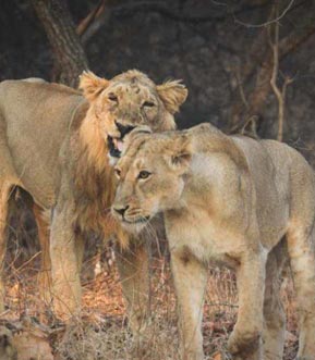 gir lion safari