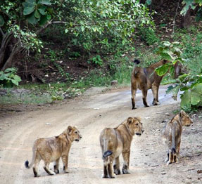 lion in gir park