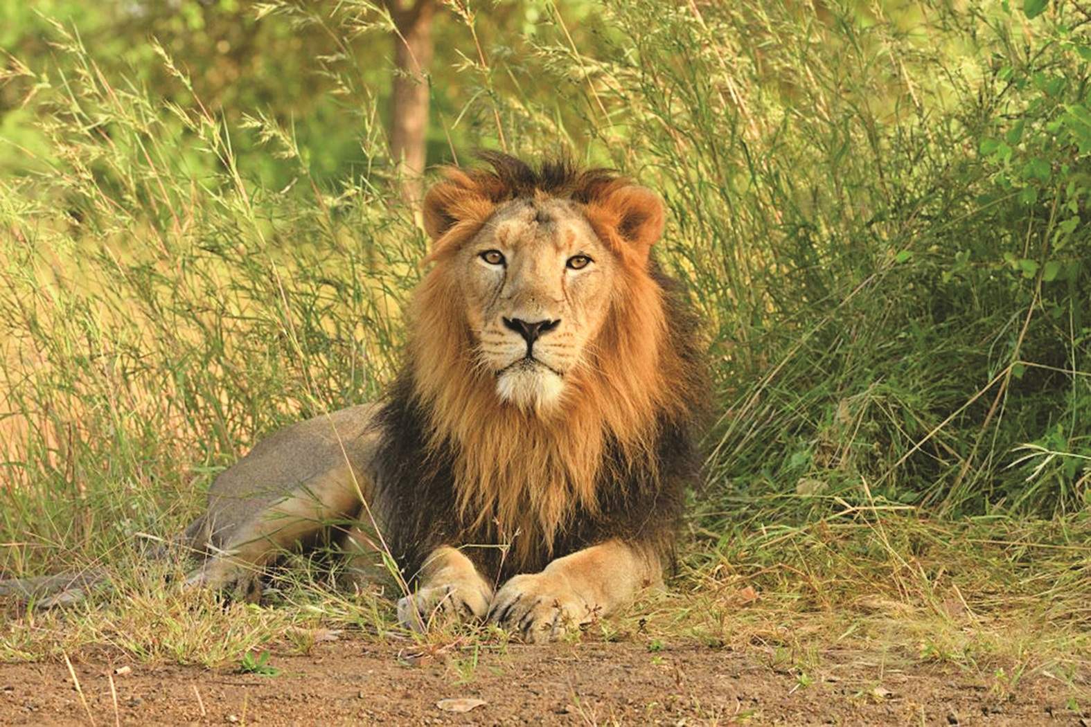 gir safari booking online