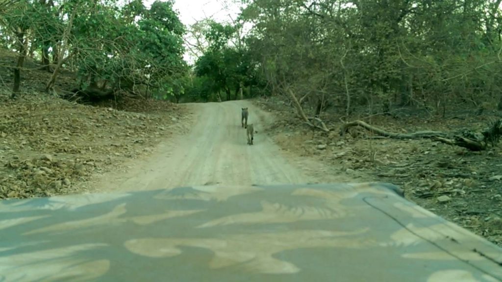 gir national park information