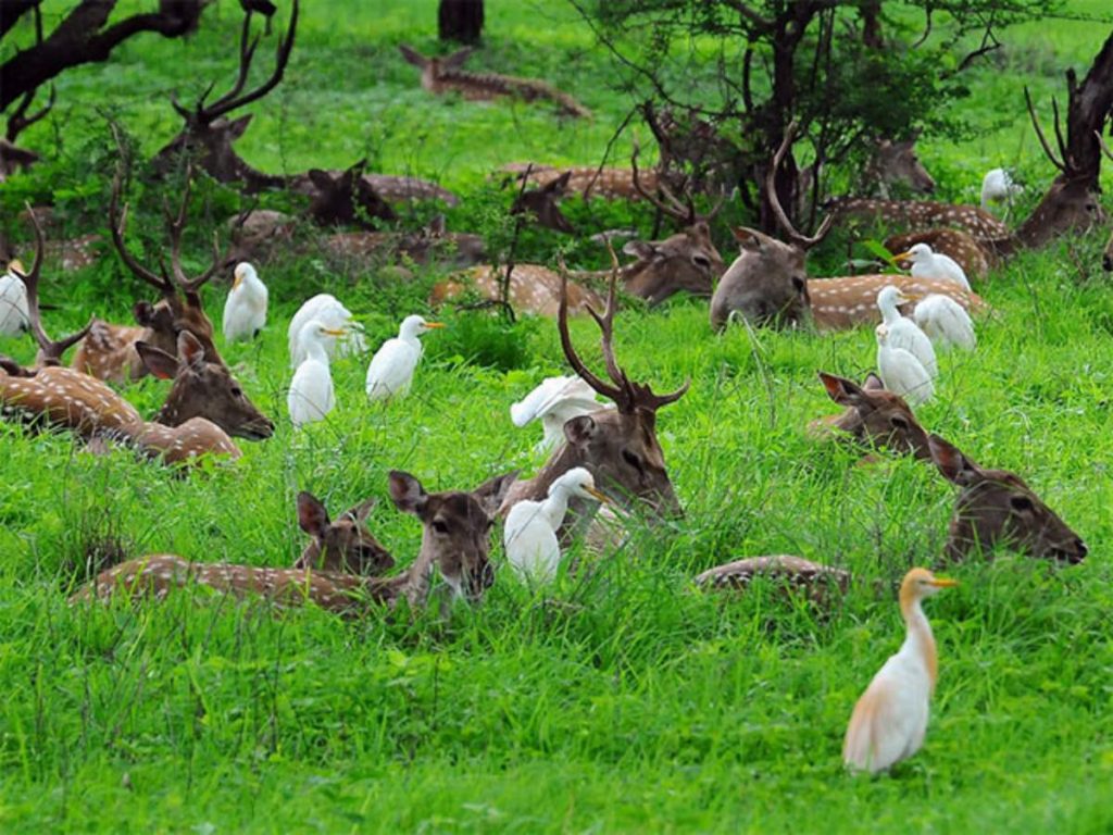 best time to visit in gir national park