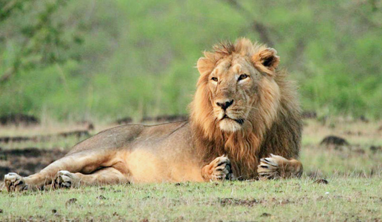 lions in gir national park