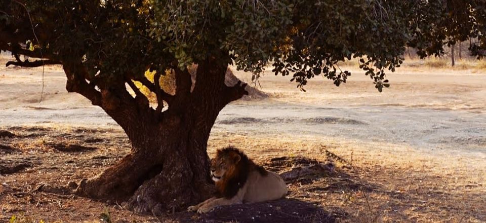lion safari in gir national park