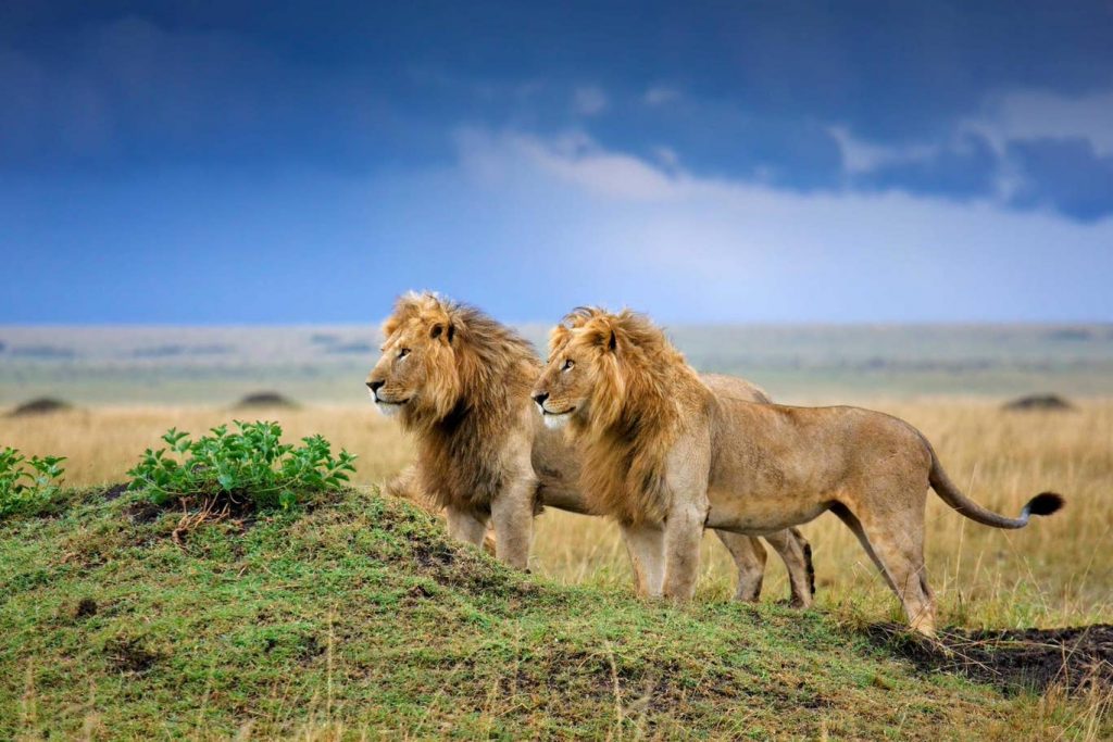 World Lion Day 2020: All You Need to Know About the King of Jungle