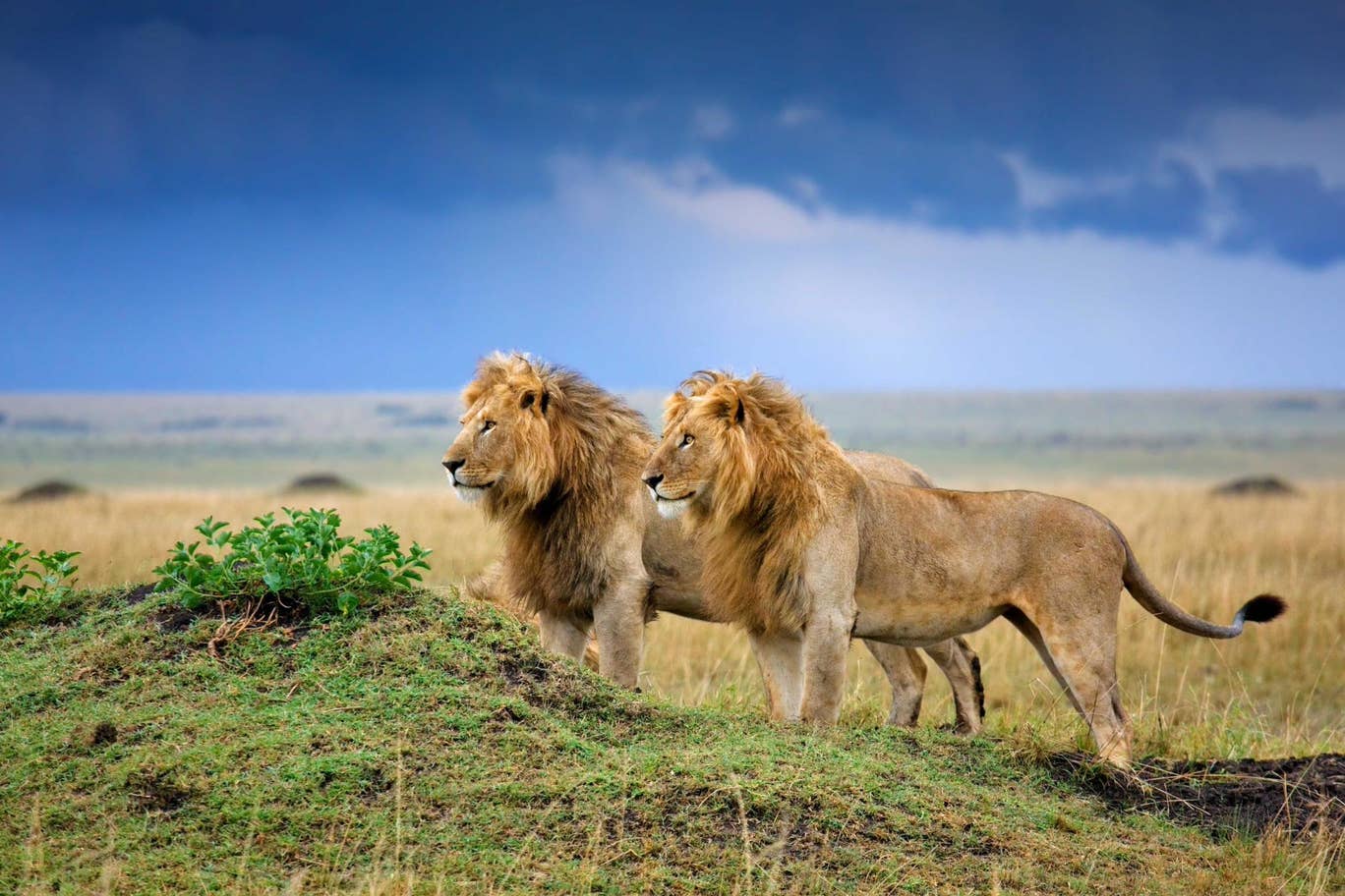 gir national park open for tourist