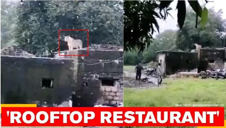 gir national park lion over roof