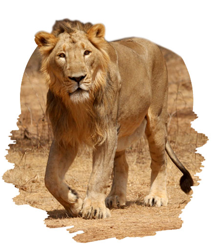 Sasan Gir National Park in Gujarat: Solitary Habitat of Asiatic Lions – Gir  National Park Blog