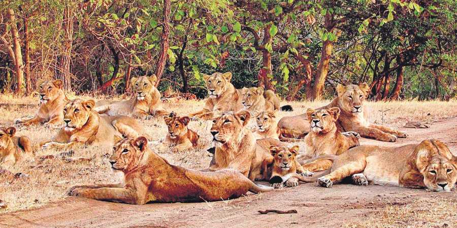 gujrat gir national park lions