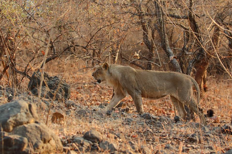 sasan gir national park safari