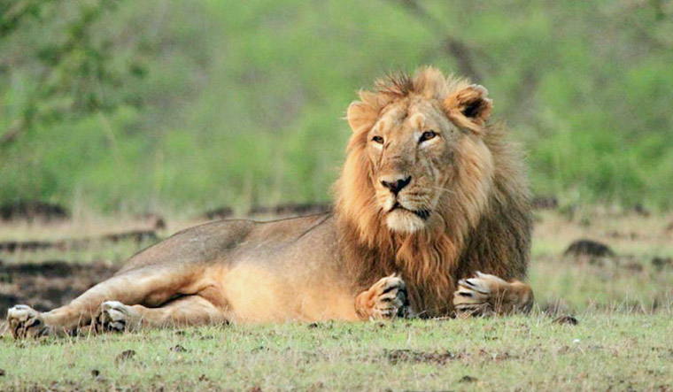 gir national park lions safari