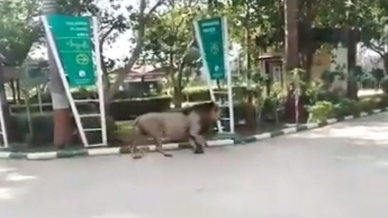 lion seen roaming freely on the road