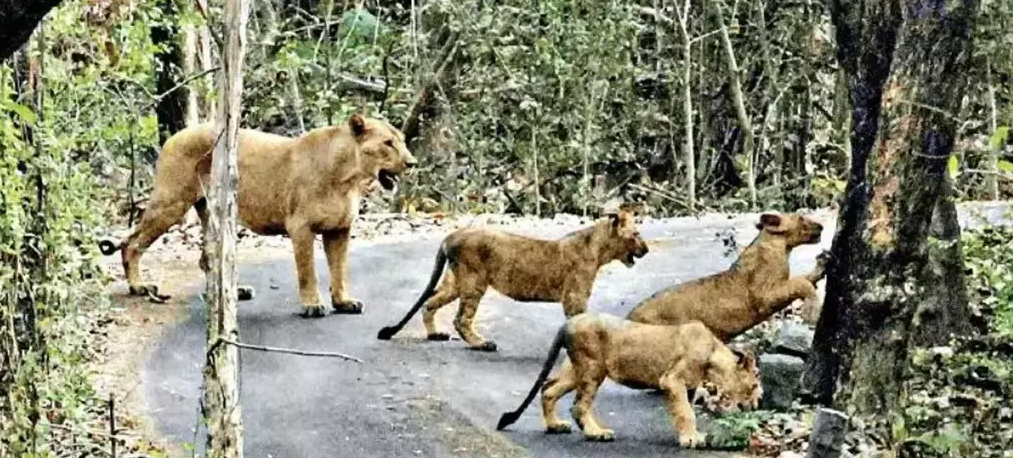 Stop Road Widening Inside Gir Sanctuary