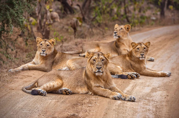 gir national park lion safari