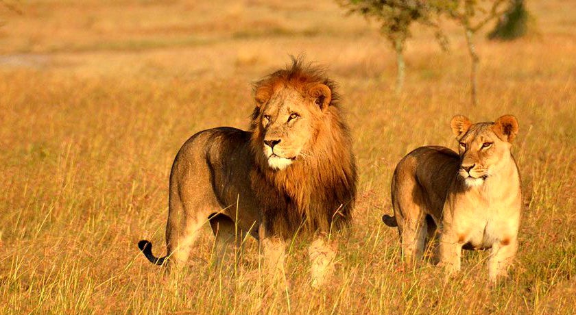 couple lion in gir