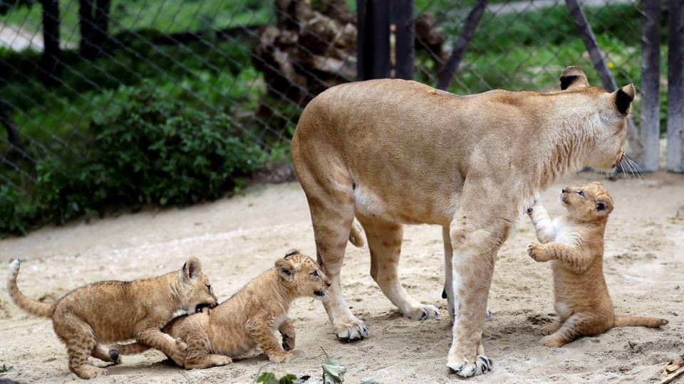 asiatic lion cubs in gir