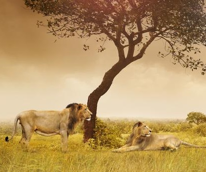 gir lion safari