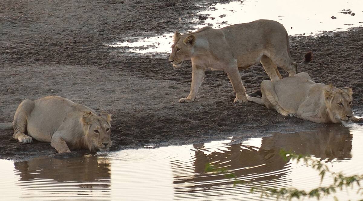 gir lions