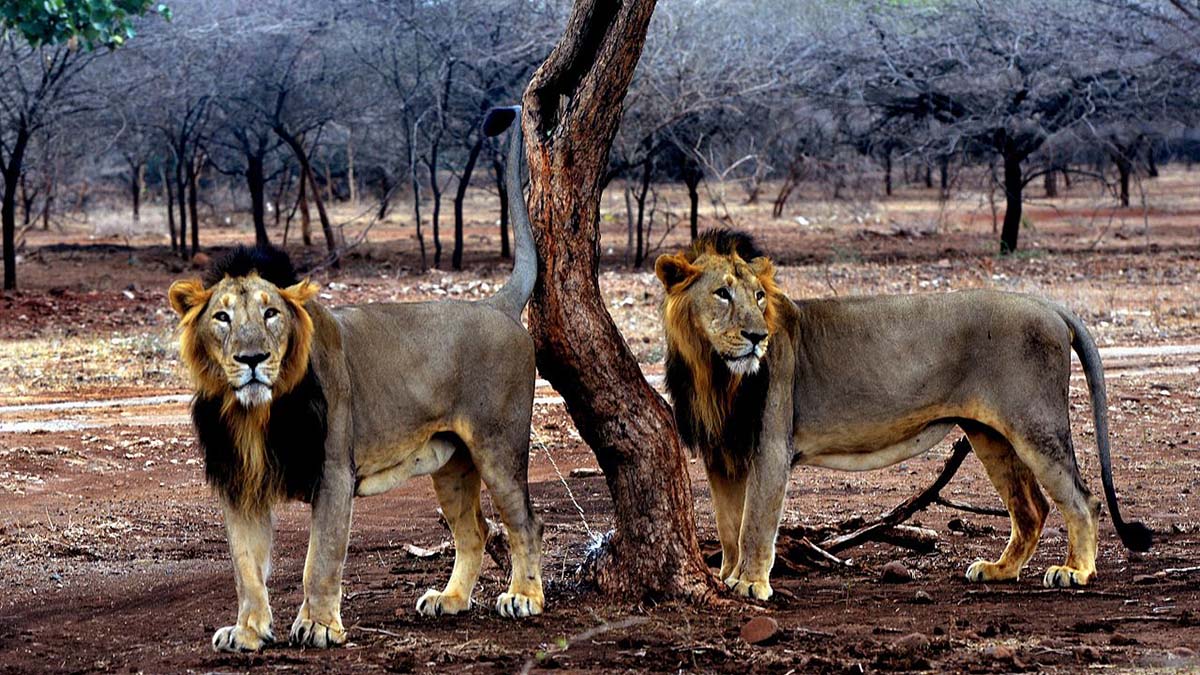 gir lion safari