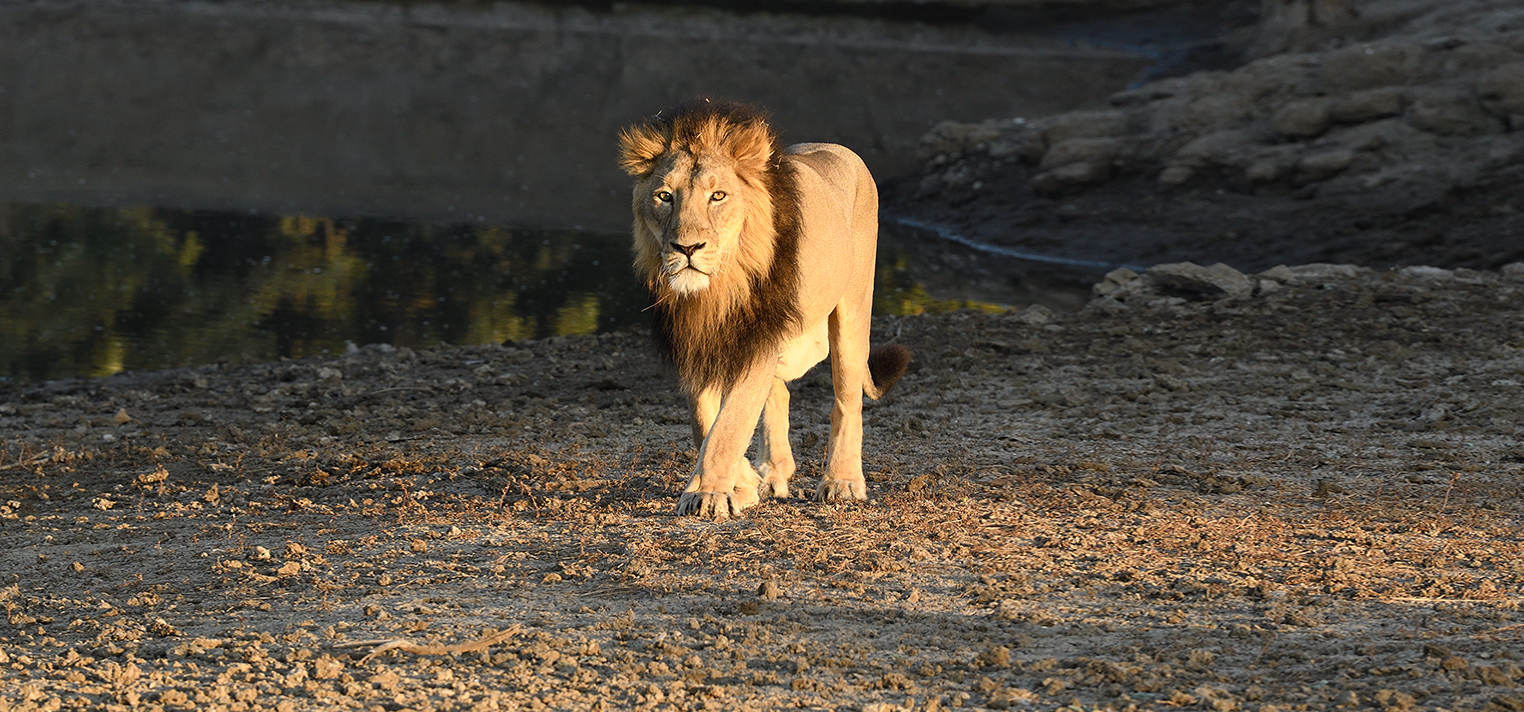 gir lions