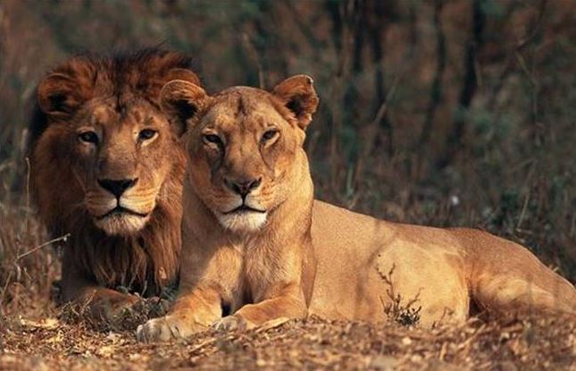 gir lions