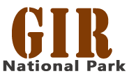 Gir National Park Blog