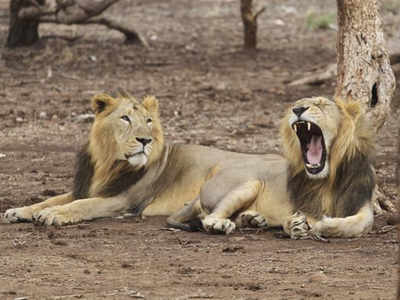 Gir National Park Lion Tour with 2 Jeep Safari