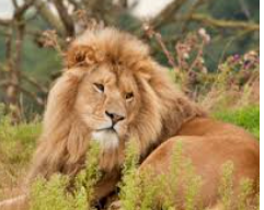 Gir Holiday Tour with 2 Jeep Safari