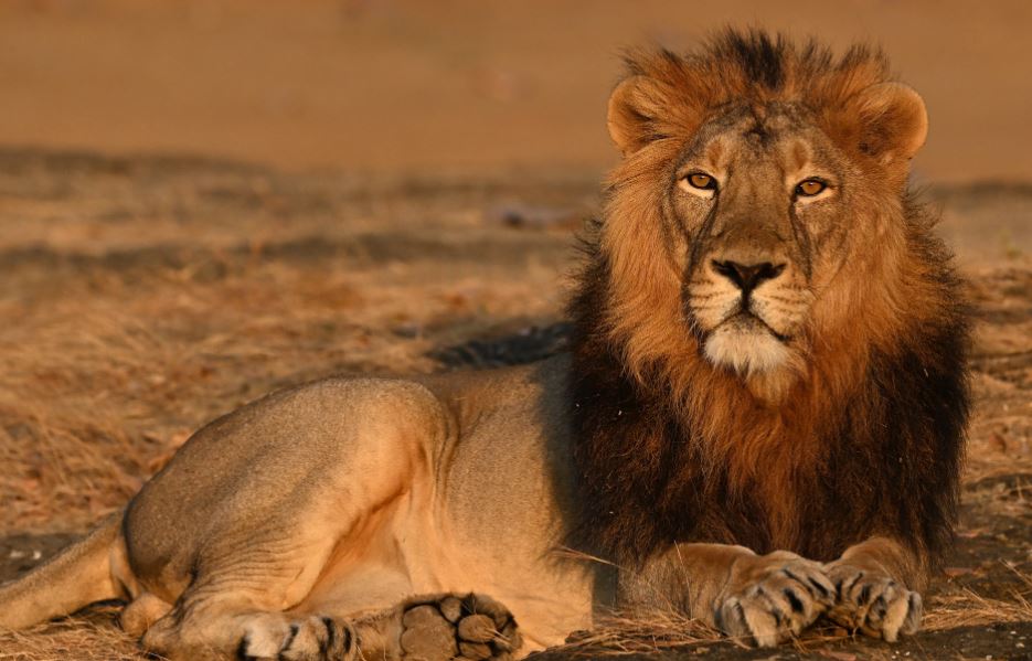 The Gir Lion Awaits A Localized CDV Vaccine Experts Disagree On What the Results Will Be