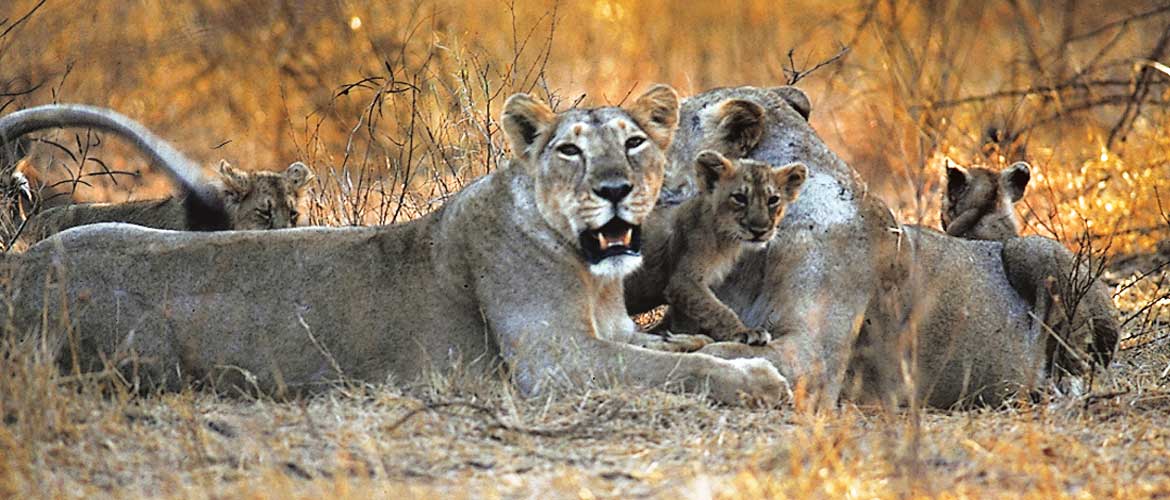 Land of Asiatic Lion Gir National Park