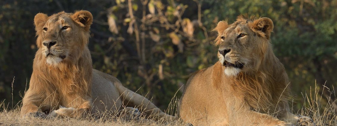 How Many Safaris Should You Book for the Best Wildlife Experience in Gir?