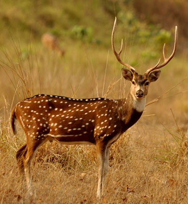 about gir national park