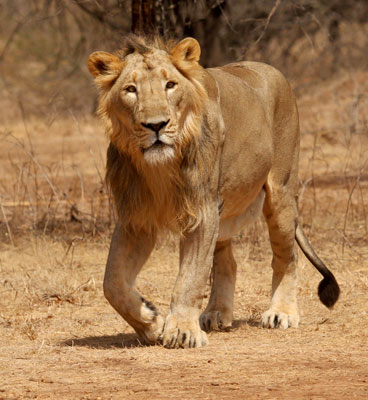 about sasan gir