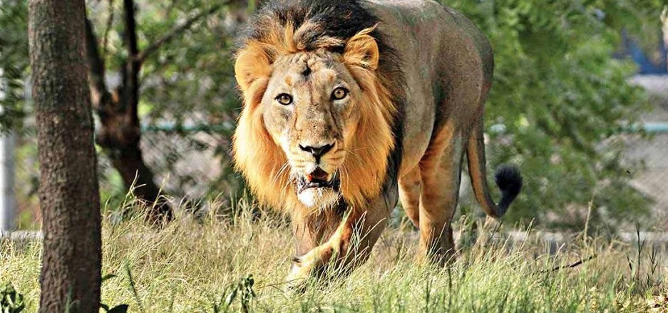 Gir National Park: Place with Roaming Asiatic Lions
