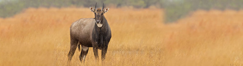 barda wildlife sanctuary