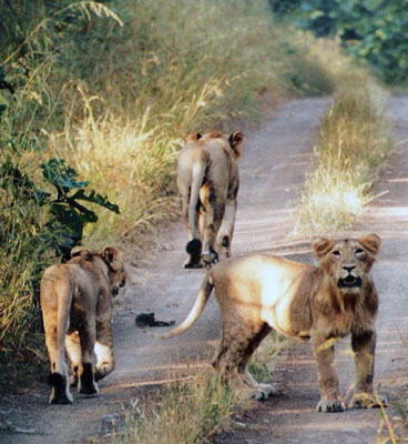 best time to visit gir park