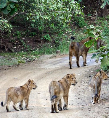 best time to visit gir