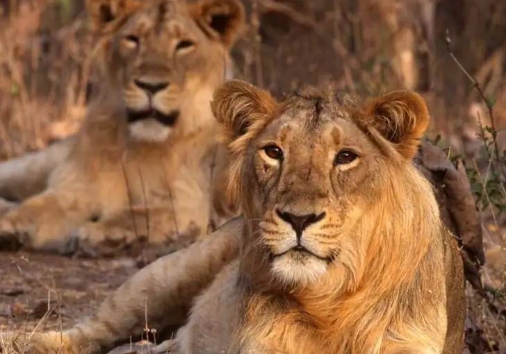 Unleash Your Inner Explorer: Devalia Safari Booking at Gir National Park