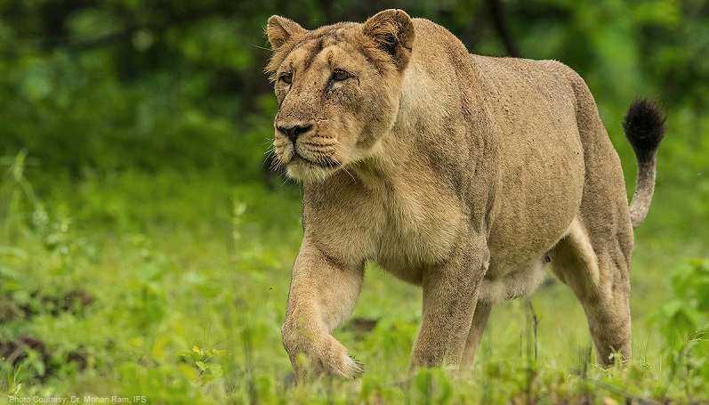 Three-Day Weekend in Gir National Park