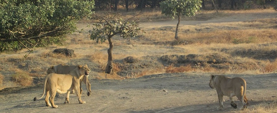 4 Head Turning Places Near Gir National Park