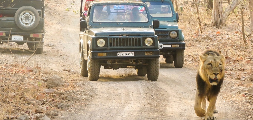 When Gir Jungle Trails is Closed, You Can Enjoy Devalia Safari Park Instead