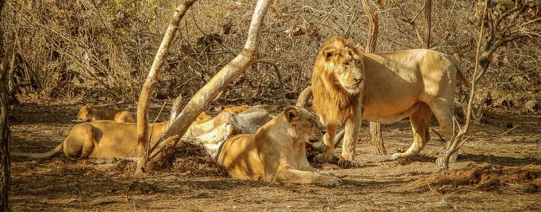 Detailed Wildlife Tour Guide to Gir National Park from Ahmedabad