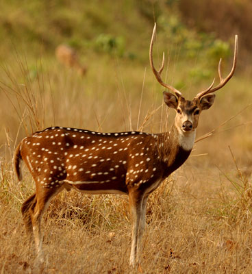 do and dont in gir park