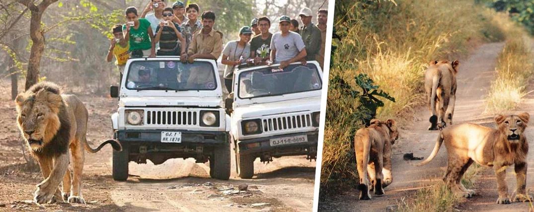 Roar of the Wild: A Safari Adventure in Sasan Gir