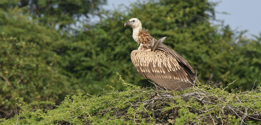 Birds of Gir National Park Gujarat