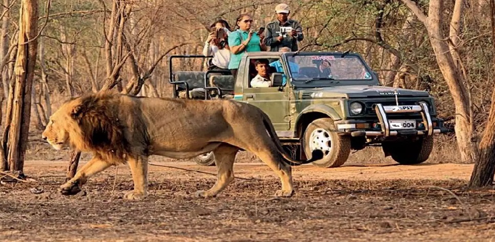 Gir Safari Booking Mistakes to Avoid