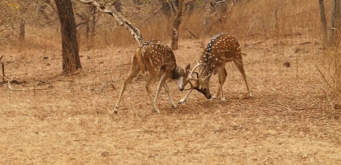 What Are the Best Things to Do in Gir National Park?
