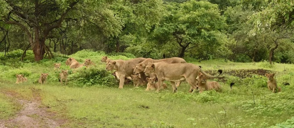 The Ultimate Safari Booking Guide to Devalia Safari Park