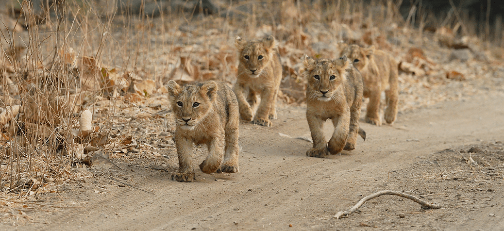 Experience a Jungle Safari at Devaliya Gir Interpretation Zone